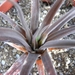 haworthia  augustifolia . v . grandis