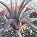 haworthia  augustifolia . v . grandis.                           