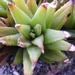 haworthia  augustifolia.                                         