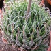 haworthia  bolusii