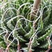 haworthia  bolusii                                               