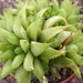 haworthia  chlorocantha