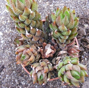 haworthia  coarcata