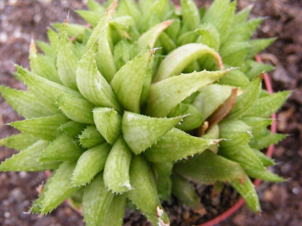 haworthia  chlorocantha