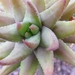 haworthia  coarcata . v . greenii.                               