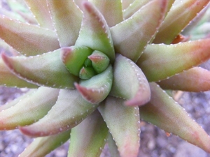 haworthia  coarcata . v . greenii.                               