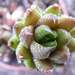 haworthia  coarcata.                                           2