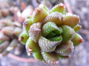 haworthia  coarcata.                                           2