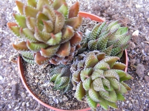 haworthia  coarctata  . v . tenuis