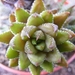 haworthia  coarctata  . v . tenuis.                              