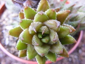 haworthia  coarctata  . v . tenuis.                              