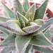 haworthia  coarctata . v . glabrata