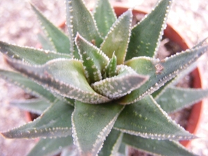 haworthia  coarctata . v . glabrata