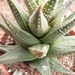 haworthia  coarctata . v . glabrata.                             