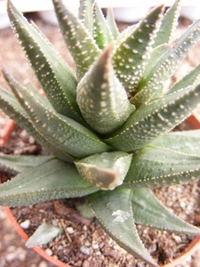 haworthia  coarctata . v . glabrata.                             