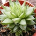 haworthia  cooperii