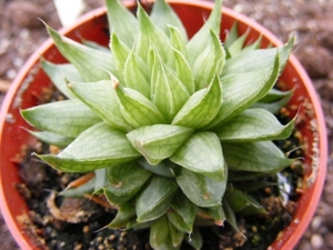 haworthia  cooperii