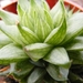 haworthia  cooperii                                           2