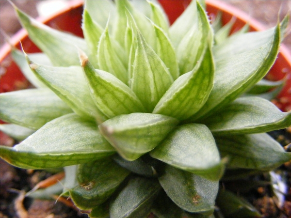 haworthia  cooperii                                           2