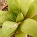 haworthia  cymbiformis . v . tranciens  fa gracilis