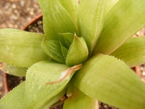 haworthia  cymbiformis . v . tranciens  fa gracilis