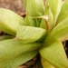 haworthia  cymbiformis . v . tranciens  fa gracilis.             