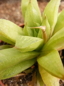 haworthia  cymbiformis . v . tranciens  fa gracilis.             