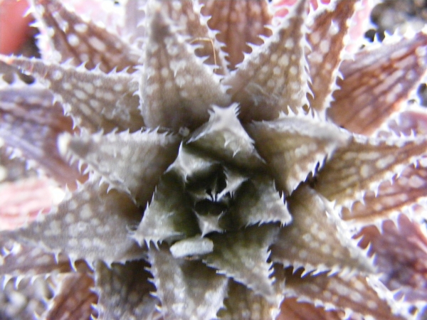 haworthia  emelyae   ssp  swartberg  mts