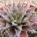 haworthia  emelyae   ssp  swartberg  mts.                        