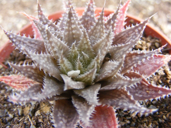 haworthia  emelyae   ssp  swartberg  mts.                        