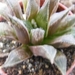 haworthia  emelyae . v . major