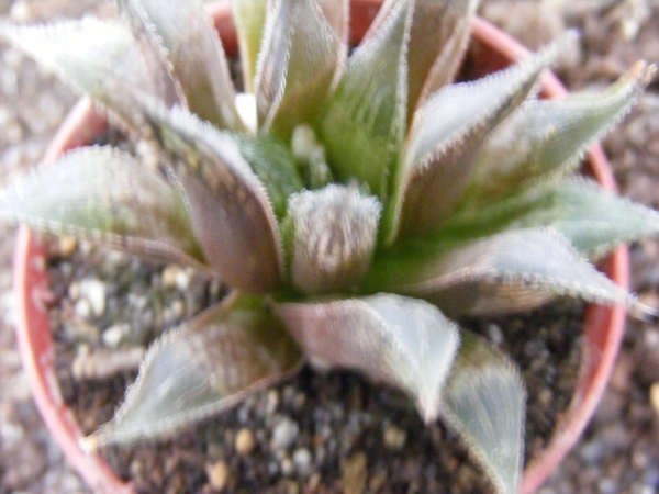 haworthia  emelyae . v . major