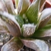 haworthia  emelyae . v . major.                                  