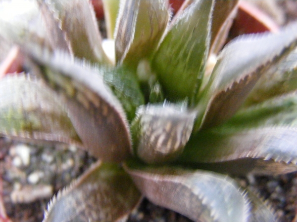 haworthia  emelyae . v . major.                                  