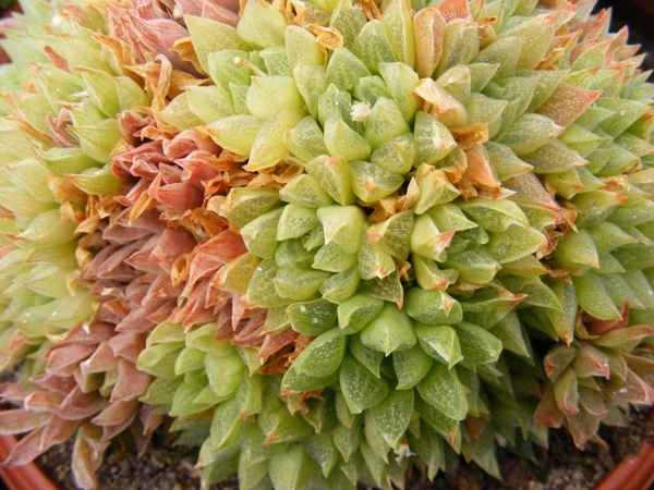 haworthia  fa  heidelbergensis