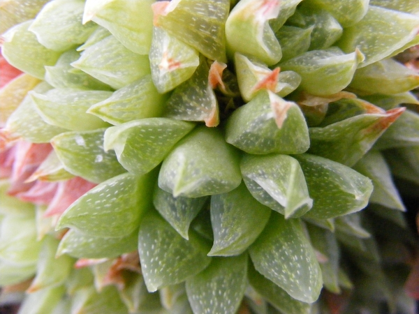 haworthia  fa  heidelbergensis.                                  