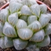 haworthia  fa  pilifera