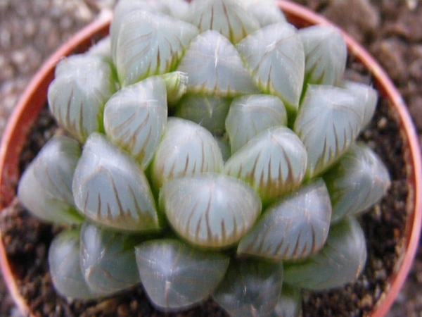 haworthia  fa  pilifera