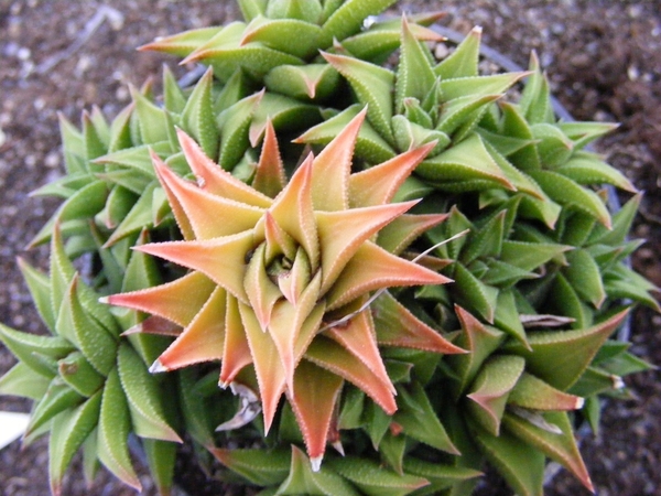 haworthia  fa  viscosa