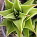 haworthia  fa  viscosa.                                          