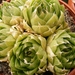 haworthia  fa cooperii