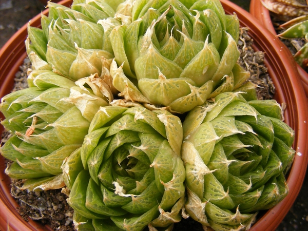 haworthia  fa cooperii