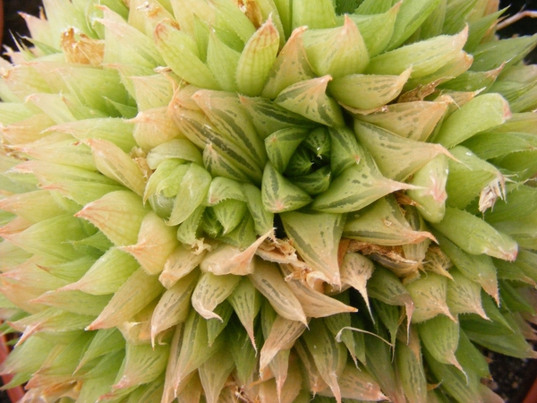 haworthia  fa cooperii                                           