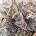 haworthia  fasciata