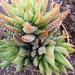 haworthia  fasciata                                       3