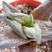 haworthia  fascinata   fa  browniana