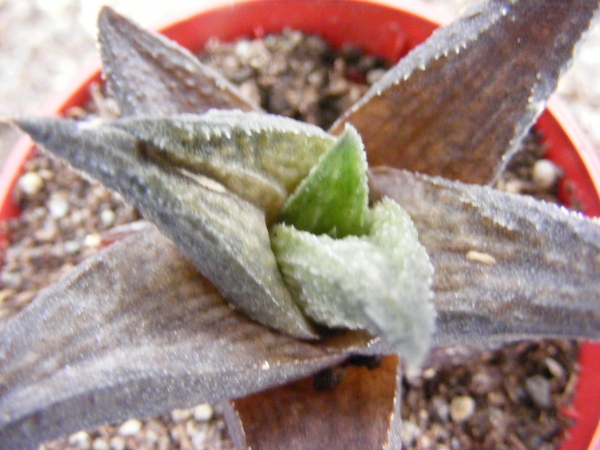 haworthia  fascinata   fa  browniana