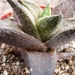 haworthia  fascinata   fa  browniana.                            