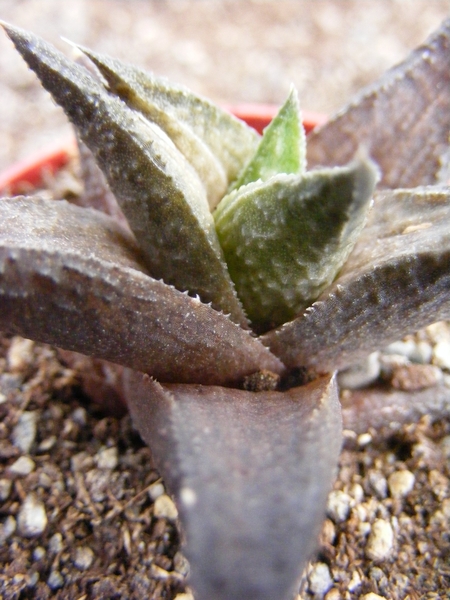 haworthia  fascinata   fa  browniana.                            