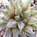 haworthia  florabunda